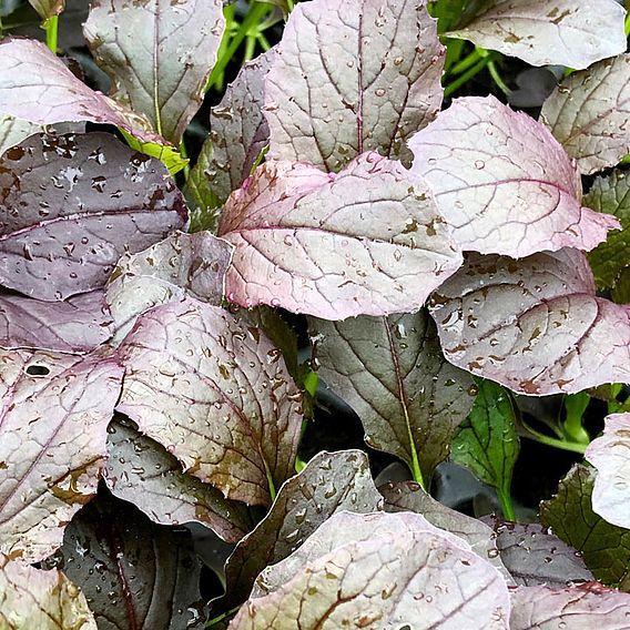 Mizuna 'Red Empire' F1 - Seeds