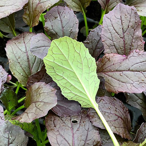 Mizuna 'Red Empire' F1 - Seeds