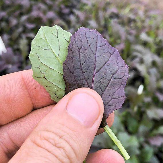 Mizuna 'Red Empire' F1 - Seeds