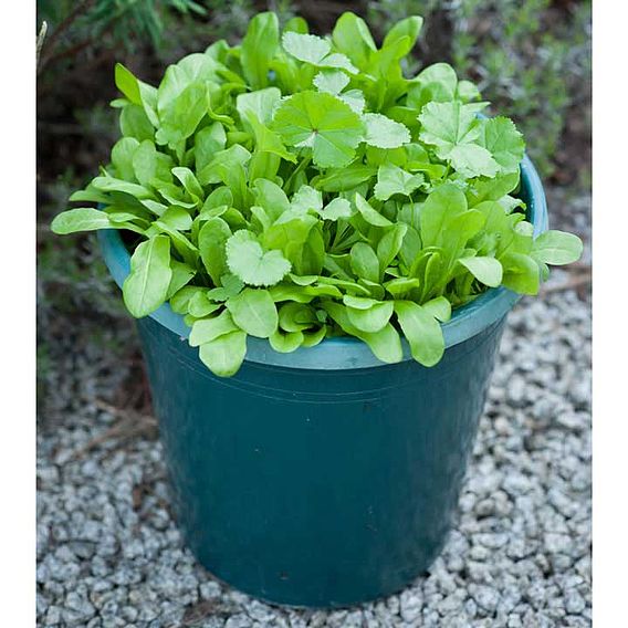 Native British Leaves 'Urban Forager Mix' - Seeds