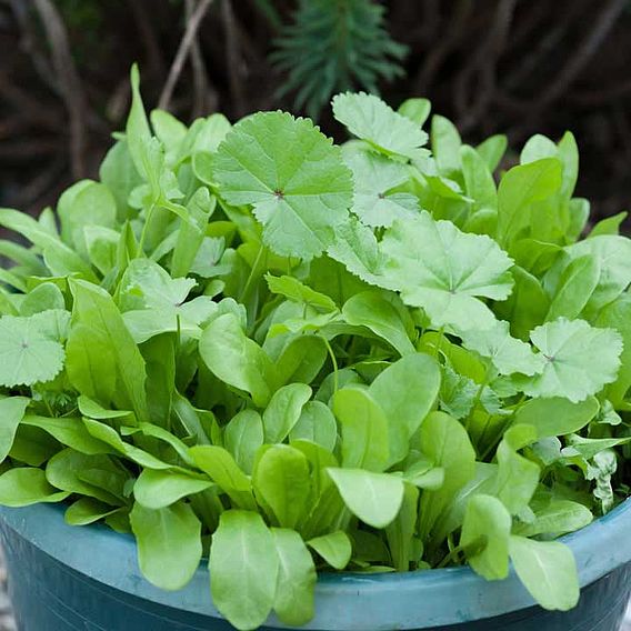 Native British Leaves 'Urban Forager Mix' - Seeds