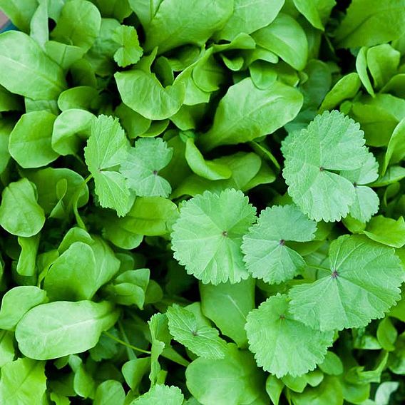 Native British Leaves 'Urban Forager Mix' - Seeds