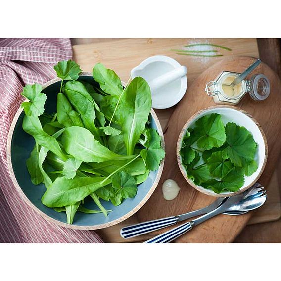 Native British Leaves 'Urban Forager Mix' - Seeds