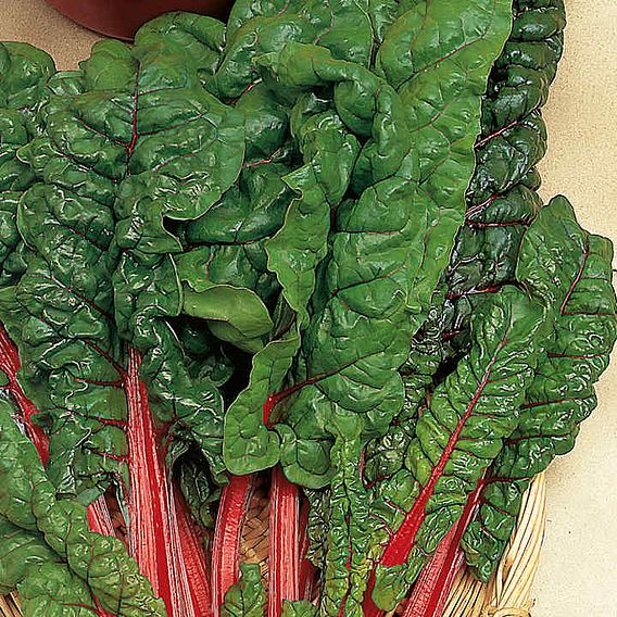 Leaf Beet 'Rhubarb Chard' - Seeds
