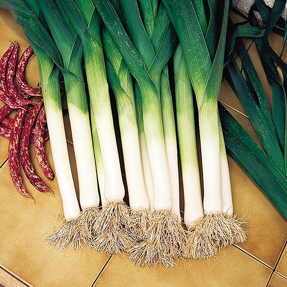 Leek 'Atal' - Seeds