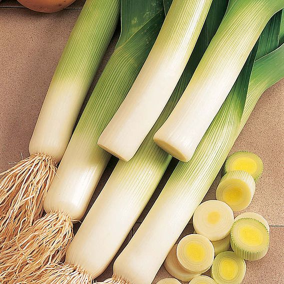 Leek 'Lyon Prizetaker' - Seeds