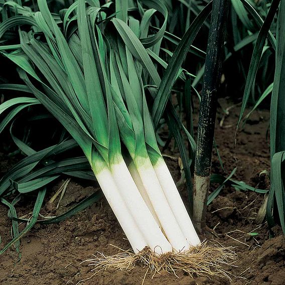 Leek 'Autumn Giant 3 Albana' - Seeds