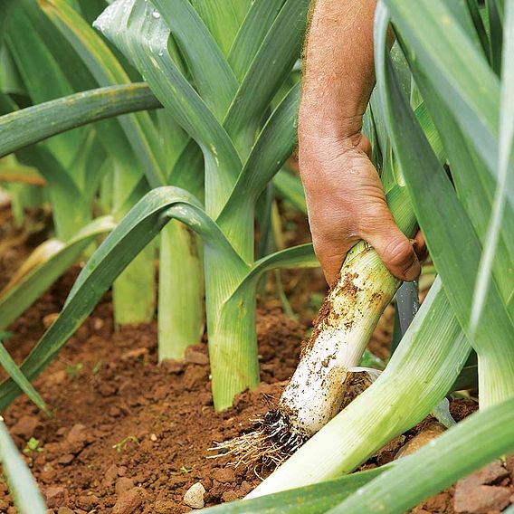 Leek Autumn Mixed