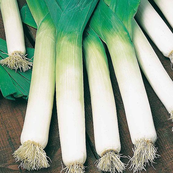 Leek 'Blue Green Autumn Neptune' - Seeds