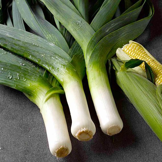 Leek 'Musselburgh' - Seeds