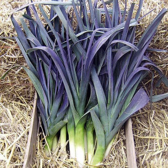 Leek 'Northern Lights' F1 - Seeds