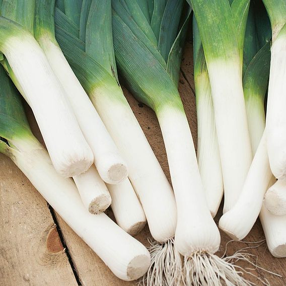 Leek F1 'Below Zero' - Seeds