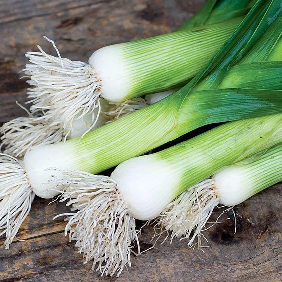 Leek 'Chefs White' - Seeds