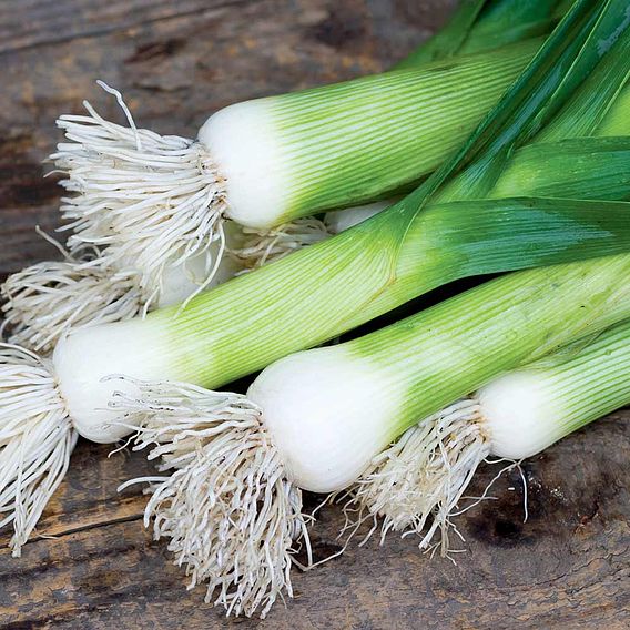 Leek Seeds - Chefs White