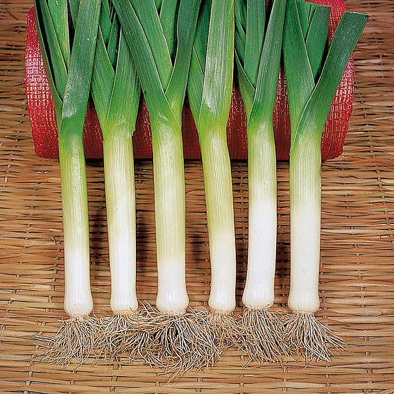 Leek 'Bandit' - Organic Seeds