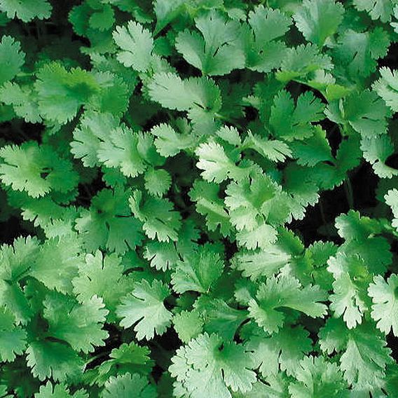 Lemon Coriander Herb - Seeds