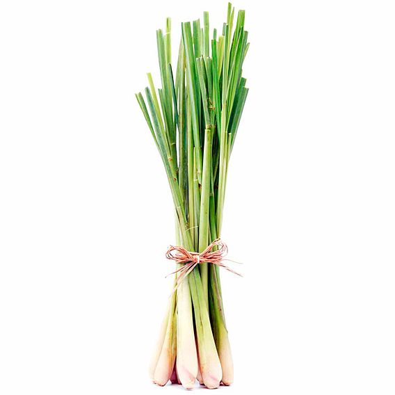 Herb Seed - Lemon Grass