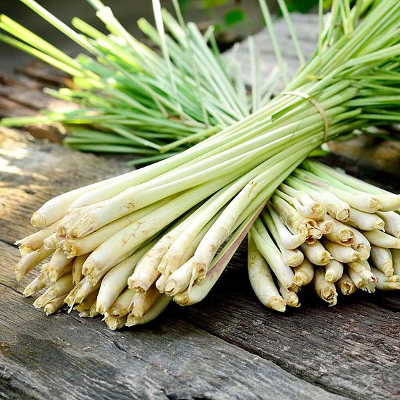 Herb Seed - Lemon Grass