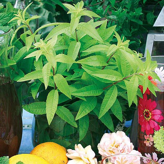 Botanical Infusions Plants - Collection
