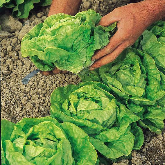 Lettuce - Seed Tape