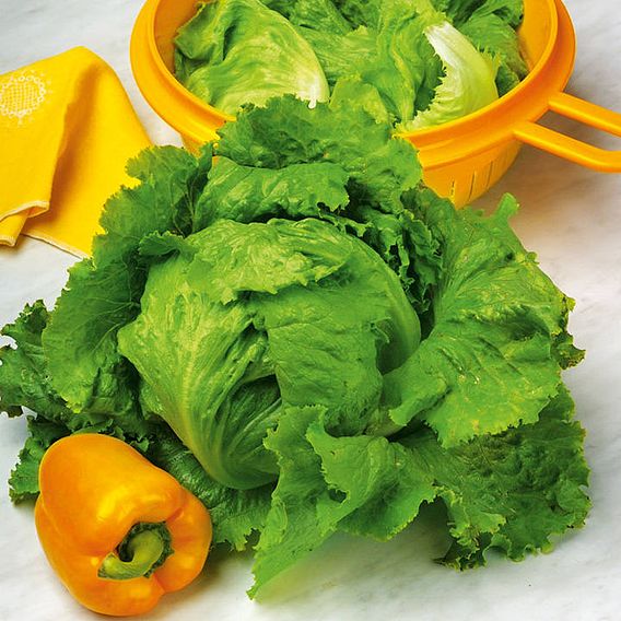 Lettuce 'Webbs Wonderful' - Seed Tape