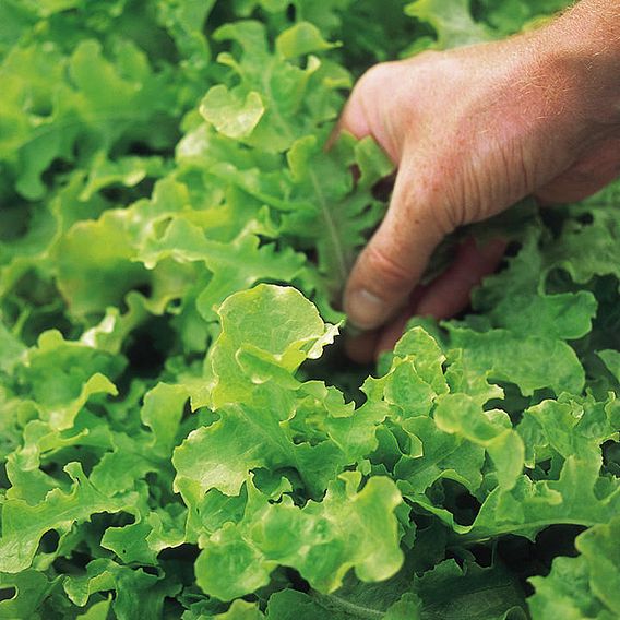 Lettuce 'Salad Bowl' - Seeds