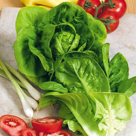 Lettuce 'Little Gem' - Seeds