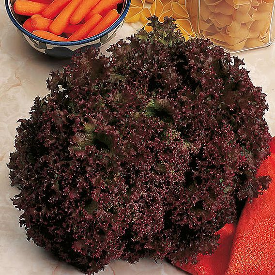 Lettuce 'Lollo Rossa' - Seeds