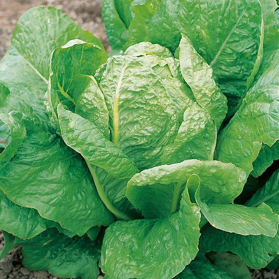 Lettuce 'Lobjoits Green' - Seeds