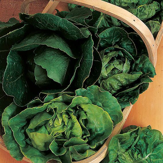 Lettuce Seeds - Mix