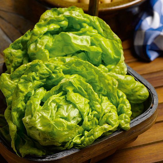 Lettuce 'All The Year Round' - Seeds