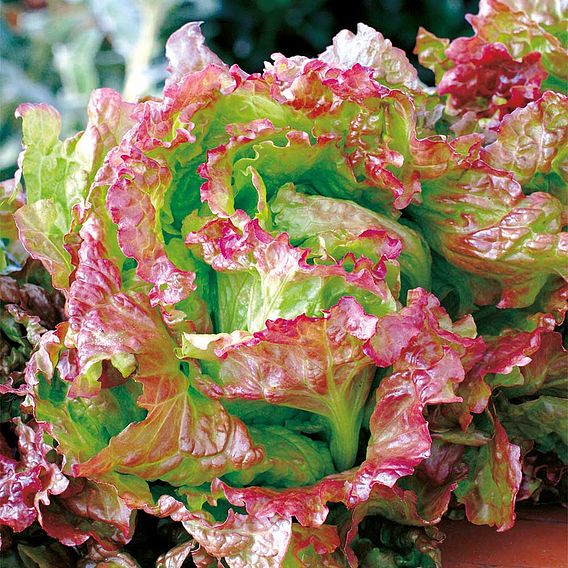 Lettuce 'Rossa di Trento' - Seeds