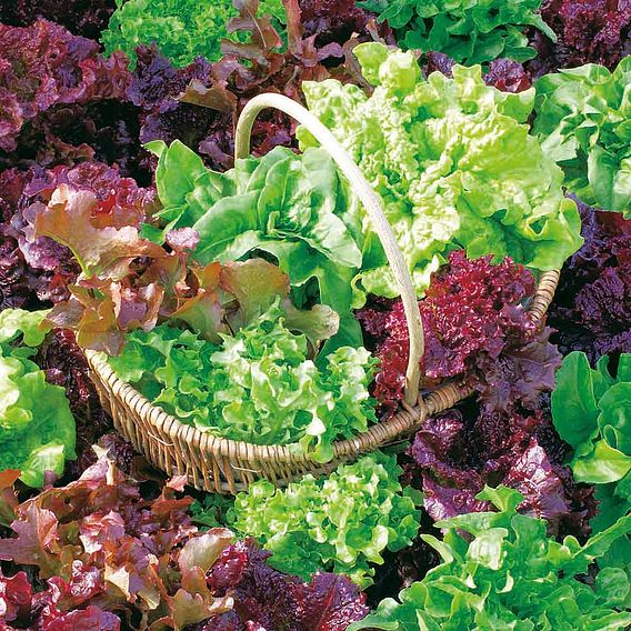 Lettuce Plants - 'All-Sorts' Mix