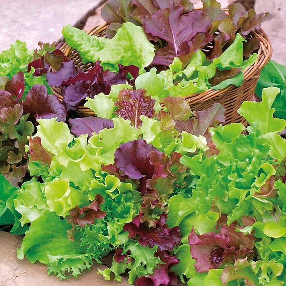 Lettuce (Organic) Seeds - Mix