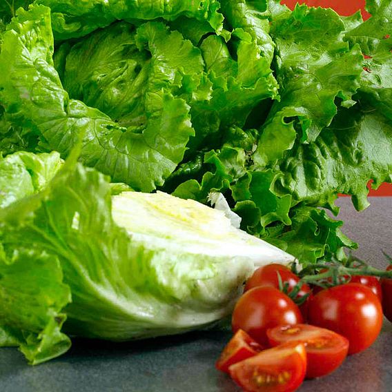 Lettuce 'Webbs Wonderful' - Seeds