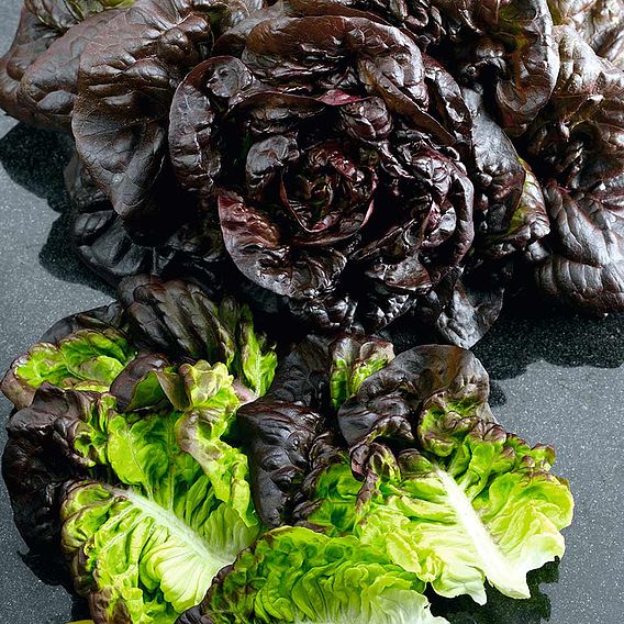 Lettuce 'Amaze' - Seeds