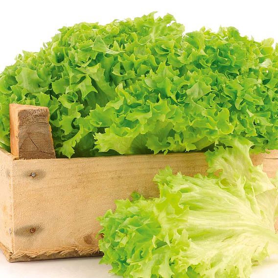 Lettuce Seeds - Lollo Bionda