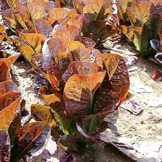 Lettuce 'Dixter' - Seeds