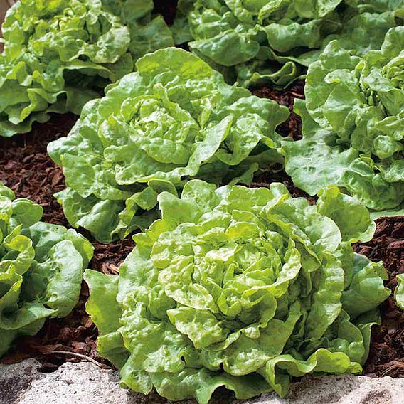 Lettuce Seeds - Tom Thumb