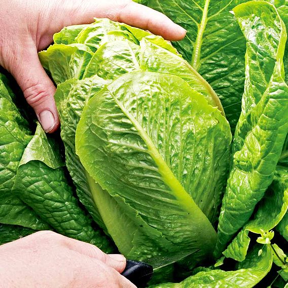 Lettuce F1 'Cosberg Sweet Success' - Seeds