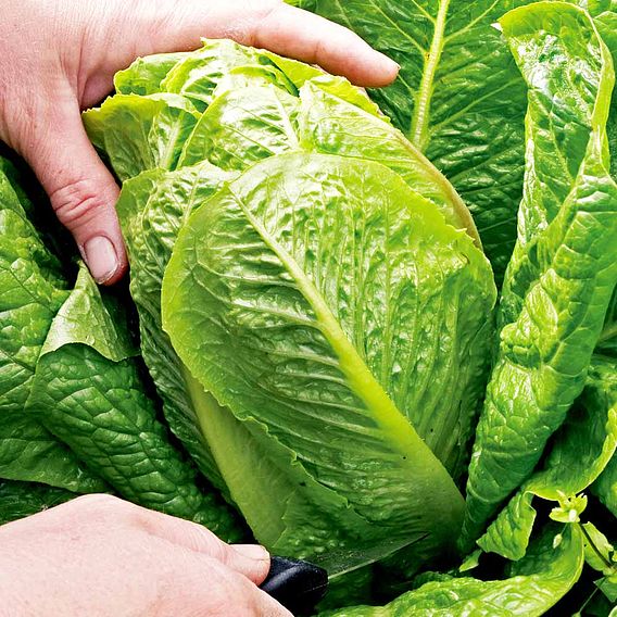 Lettuce Seeds - F1 Cosberg Sweet Success