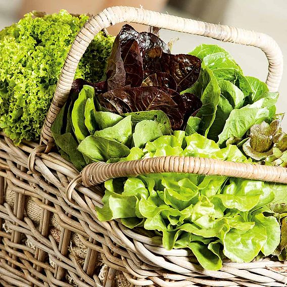 Lettuce 'Mixed Varieties' - Seeds