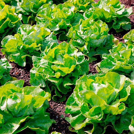 Lettuce 'Unrivalled' - Seeds