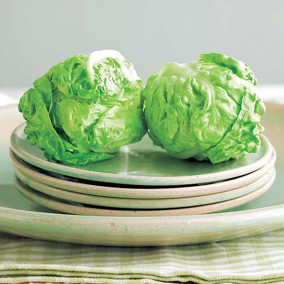 Lettuce 'Little Gem' - Seeds