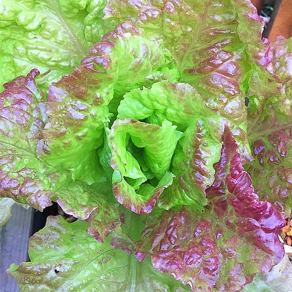 Lettuce 'Rossa di Trento' - Seeds