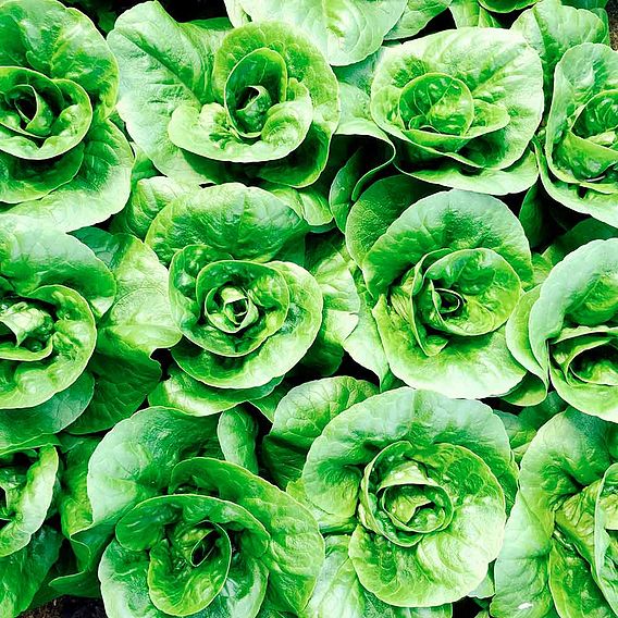 Lettuce 'Little Gem' - Seeds