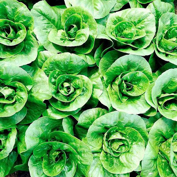 Lettuce Seeds - Little Gem