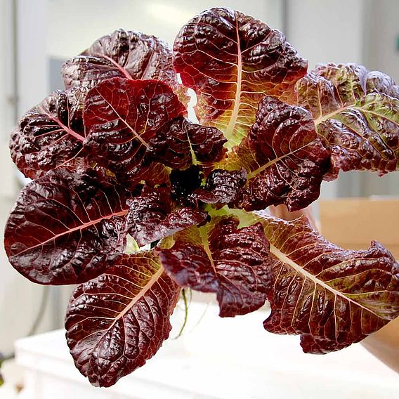 Lettuce 'OutREDgeous' - Seeds