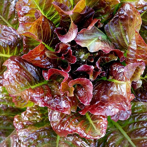 Lettuce Seeds - OutREDgeous