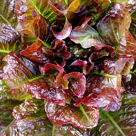 Lettuce 'OutREDgeous' - Seeds